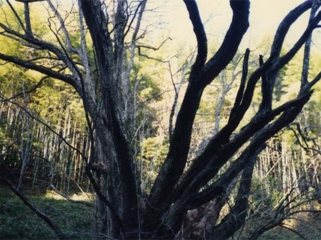 鎮西村のカツラの写真1