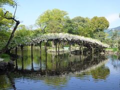 天赦園の藤の写真1