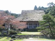 アギシコギクザクラ(阿岸本誓寺)の写真2