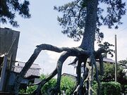 根上り松の写真1