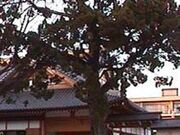 万福寺のイブキの写真1
