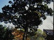 万福寺のイブキの写真2