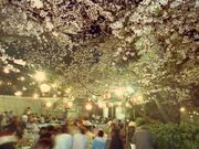 ウエノ公園の桜の写真1