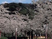 湊山公園の桜の写真1