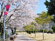 城山公園の桜の写真2