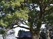 鈍土羅の樟の写真1