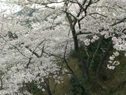 市房湖周辺の一万本桜の写真2