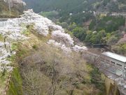 市房湖周辺の一万本桜の写真3