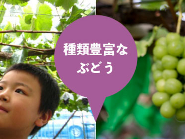 フルーツ童夢やまだ農園
