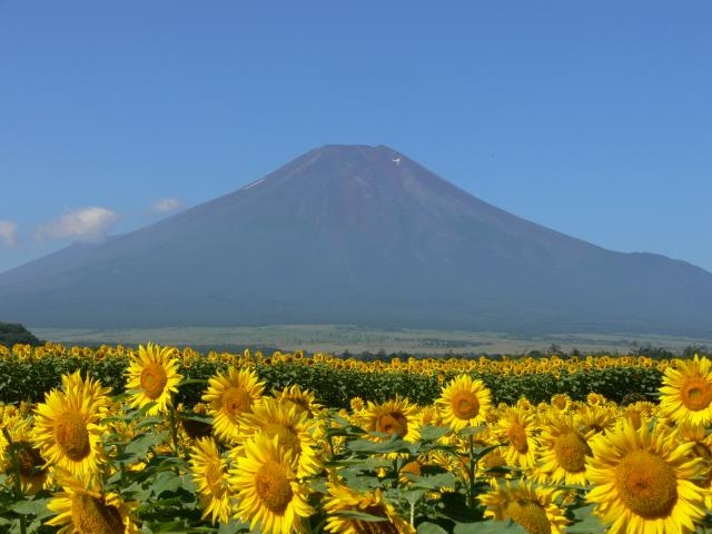 山中湖 花の都公園