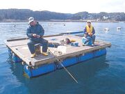 新崎釣り筏の写真1
