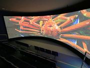 越前がにミュージアムの写真3