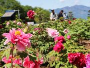 歌舞伎文化公園ぼたん園の写真1