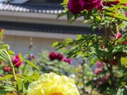 歌舞伎文化公園ぼたん園の写真2