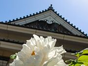 歌舞伎文化公園ぼたん園の写真3