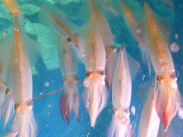 寅八商店 心斎橋店の写真1