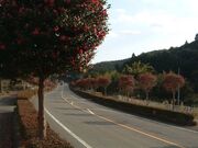 サザンカロードの写真1