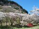 屏風岩公苑の桜の写真2