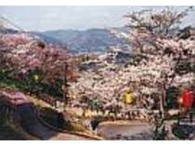 山の傾斜を利用して桜が植えられている_金竜山農村公園