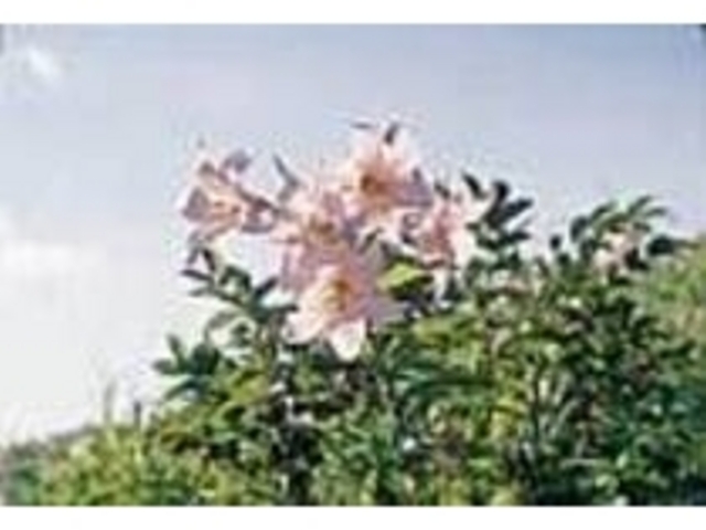 可憐な花を咲かせ、人気があるスポット_ひめさゆり群生地