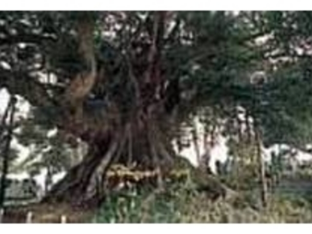 国の天然記念物に指定されているシイノキ_称名寺