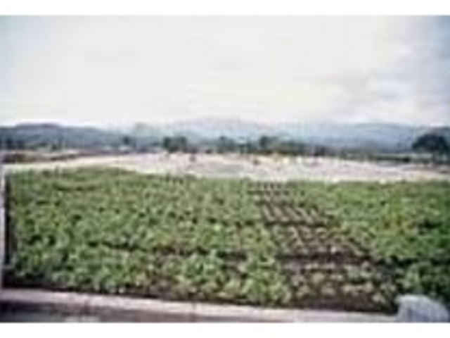 隣接する観光農園では野菜や果物を栽培_大隅広域公園