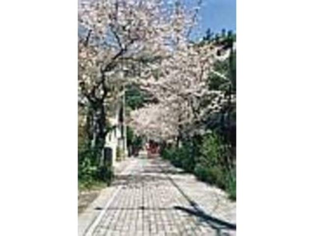 少し奥へ進むと桜並木が源頼朝の墓へ導く_大倉幕府跡碑