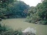 屋良ムルチの写真1