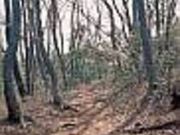 トトロの森2号地の写真2