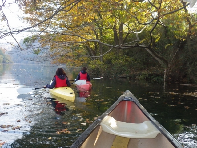 10月下旬から湖畔林のケヤキやコナラも黄色く色づきます。_カヌーリゾートたまよど