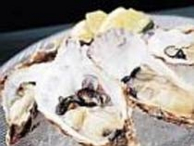世界中から集めた生ガキを一年中堪能できる_Oyster Bar & Charcoal Grill MAIMON