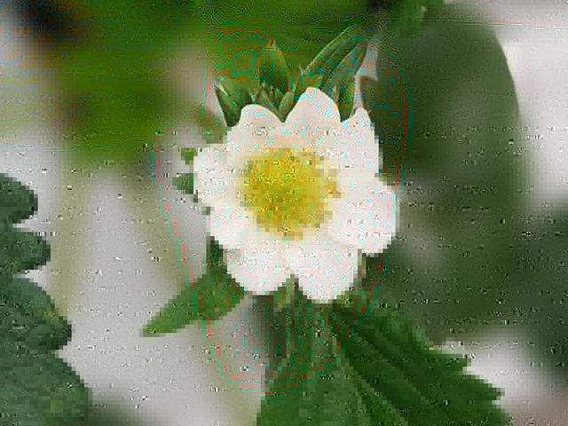 いちごの花_観光福祉農園元気ファーム