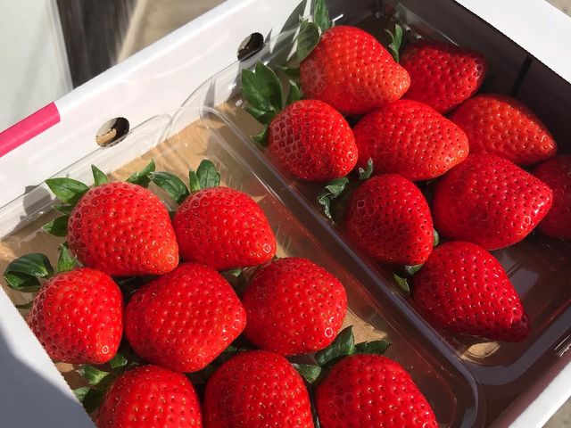 池いちご園