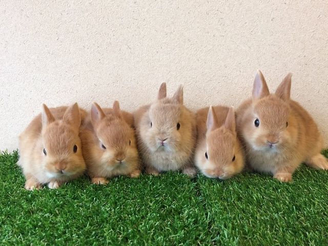 うさぎに出会えるカフェ・ミニヨン