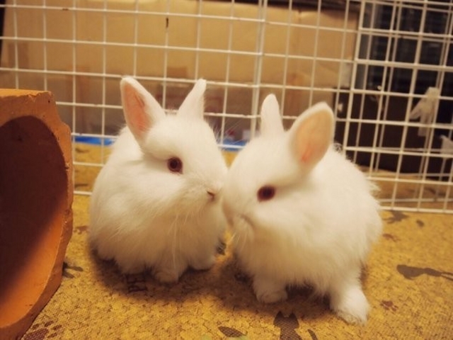 うさぎに出会えるカフェ・ミニヨン