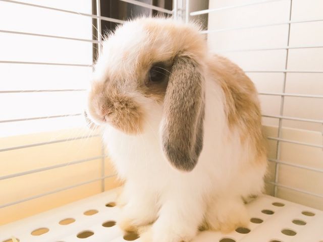 うさぎに出会えるカフェ・ミニヨン