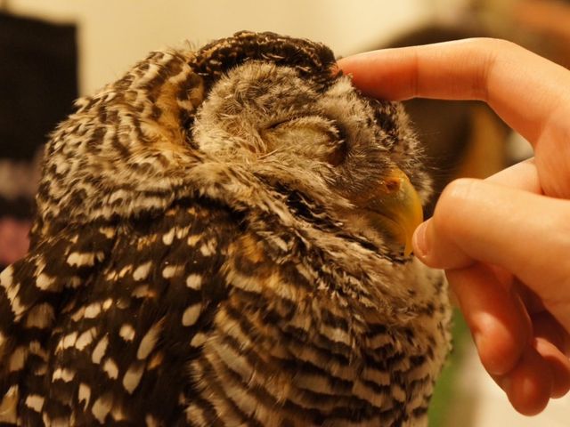 なでなで気持ち良さそう!_フクロウカフェもふもふ銀座店