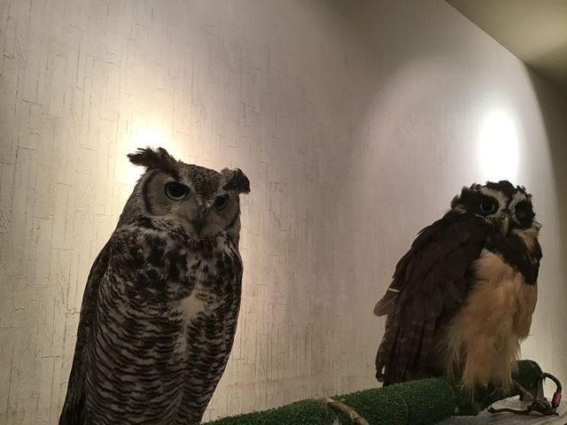 アメリカワシミミズク&メガネフクロウ_フクロウカフェもふもふ銀座店