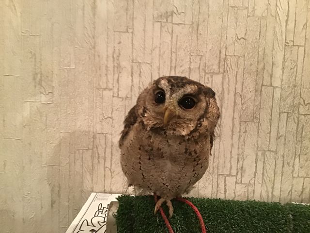 なでなで大好きインドオオコノハズクのヴィトンちゃん_フクロウカフェもふもふ銀座店