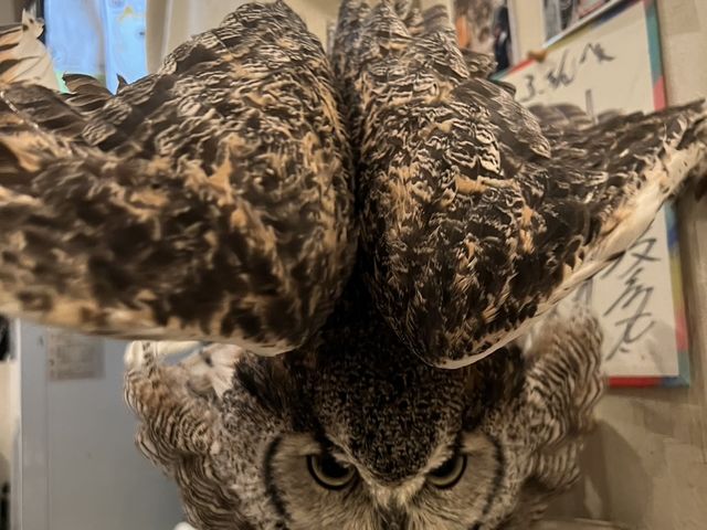 銀座の象徴エルメスちゃん_フクロウカフェもふもふ銀座店