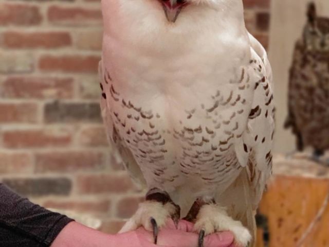 ハリーポッターでお馴染みのシロフクロウ_フクロウカフェもふもふ銀座店