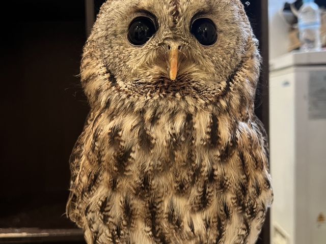 モリフクロウのティファニーちゃん_フクロウカフェもふもふ銀座店