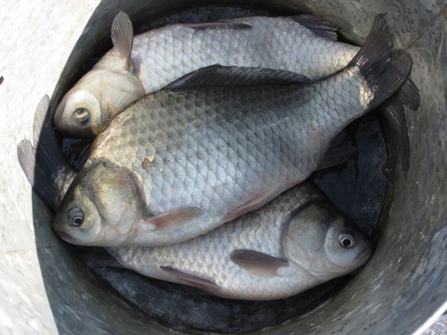 へら鮒管理池大安池