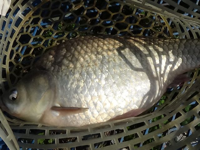へら鮒管理池大安池