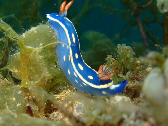 こんなカラフルな生物も待ってます_ソットマリノ