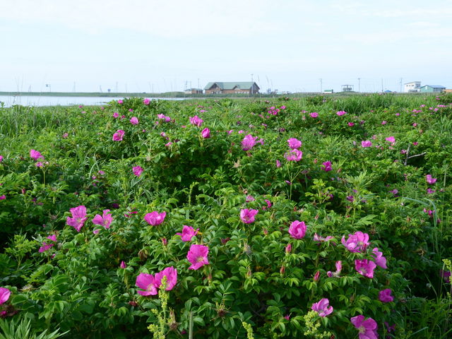 原生花園のハマナス_野付半島ネイチャーセンター