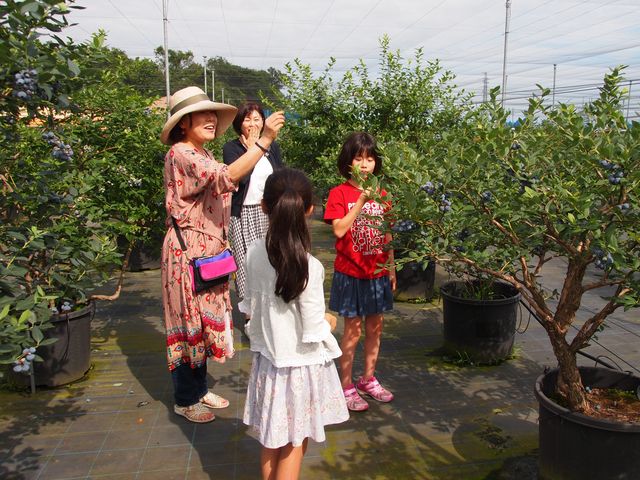 園内はシート敷きで衛生的。おしゃれにブルーベリー狩り出来ちゃうよ♡_Sakura Berry’s Garden(さくらベリーズガーデン)