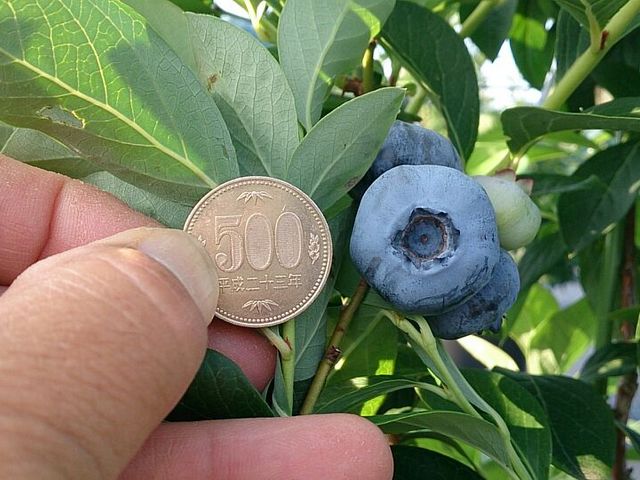 園内最大の品種は500円玉超え(収穫は出来る時期は限定されています)_Sakura Berry’s Garden(さくらベリーズガーデン)