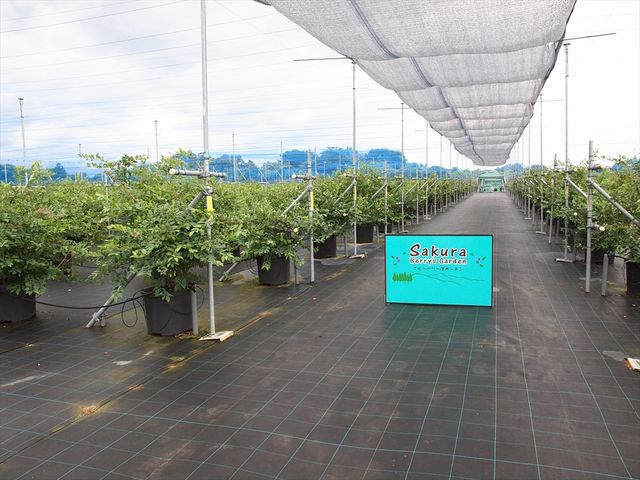 奥行き100mの広い園内。98品種1,000本のブルーベリーがあります。_Sakura Berry’s Garden(さくらベリーズガーデン)