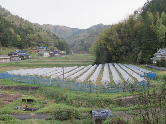 ぶどう畑1
_真楽園